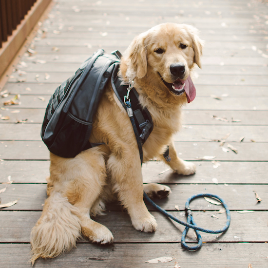 Sydney Paige Buy One | Give One high-quality backpacks with unique designs that kids, teens, and young adults love. This is a picture of our Founder's dog, Asher, wearing one of our 17